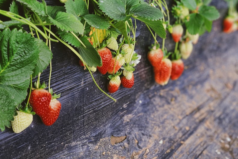 Go strawberry picking.