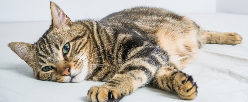 Top Cat Names of 2020