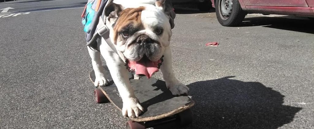Watch Henny the Skateboarding Bulldog Shred the Streets