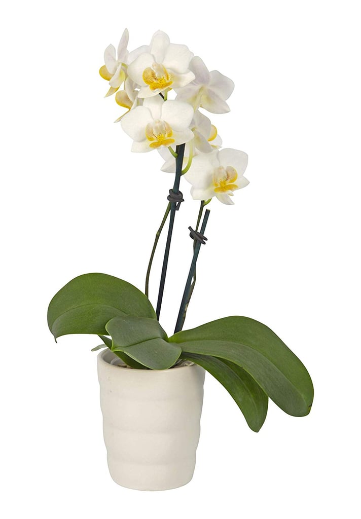 Phalaenopsis Orchid