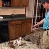 This "Disciplining" Dogs Eating Trash