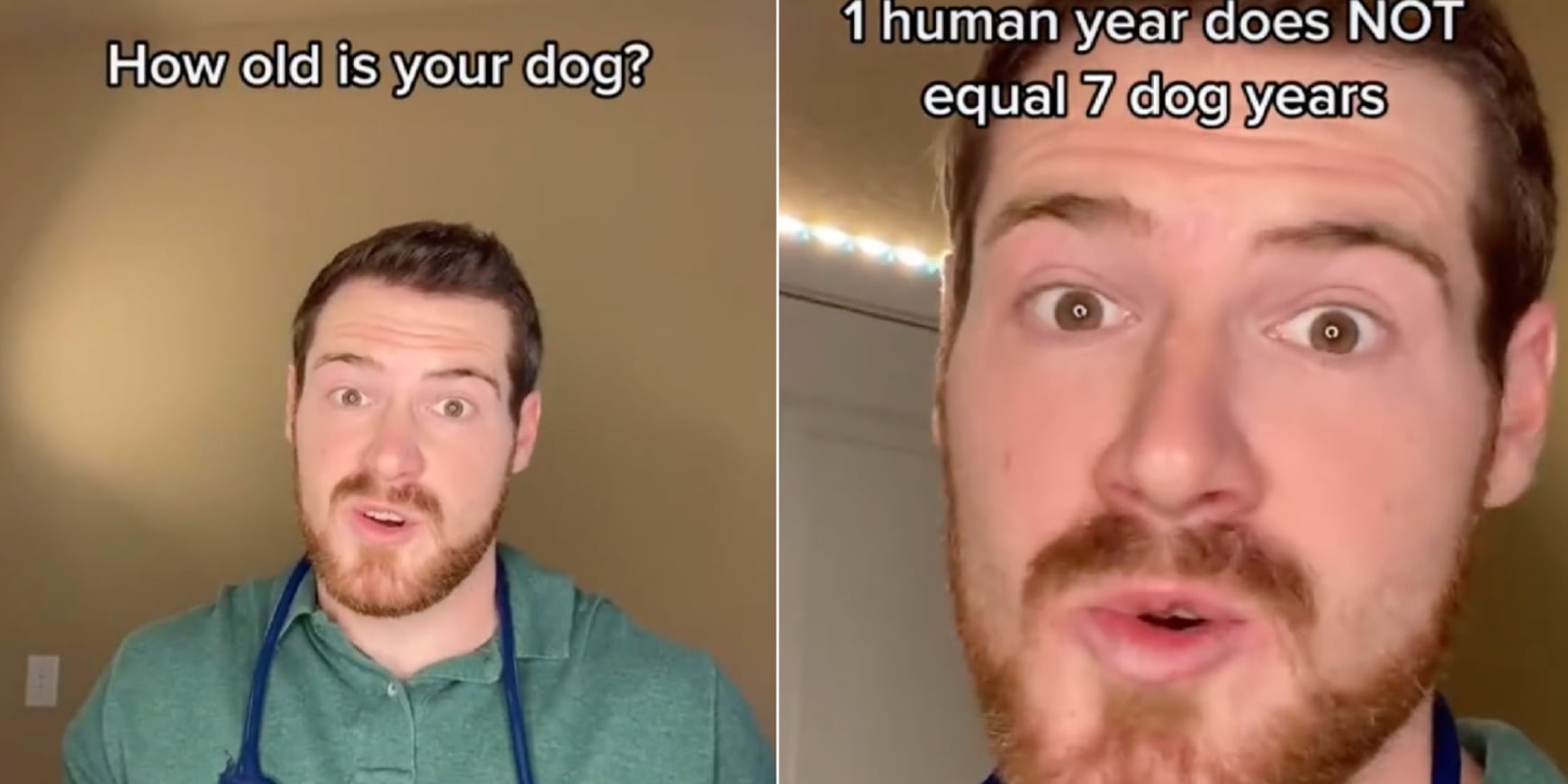 Vet's TikTok Video Says "Dog Years" Aren't 7 Years Long POPSUGAR Pets