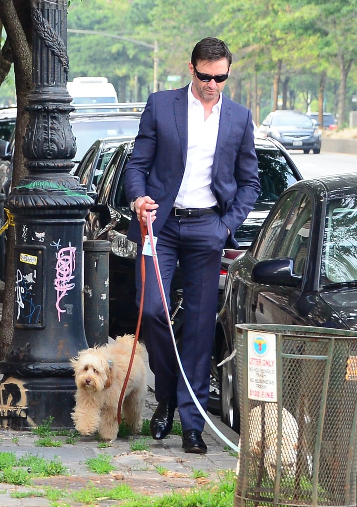 Hugh Jackman Walking His Dogs in a Suit in NYC