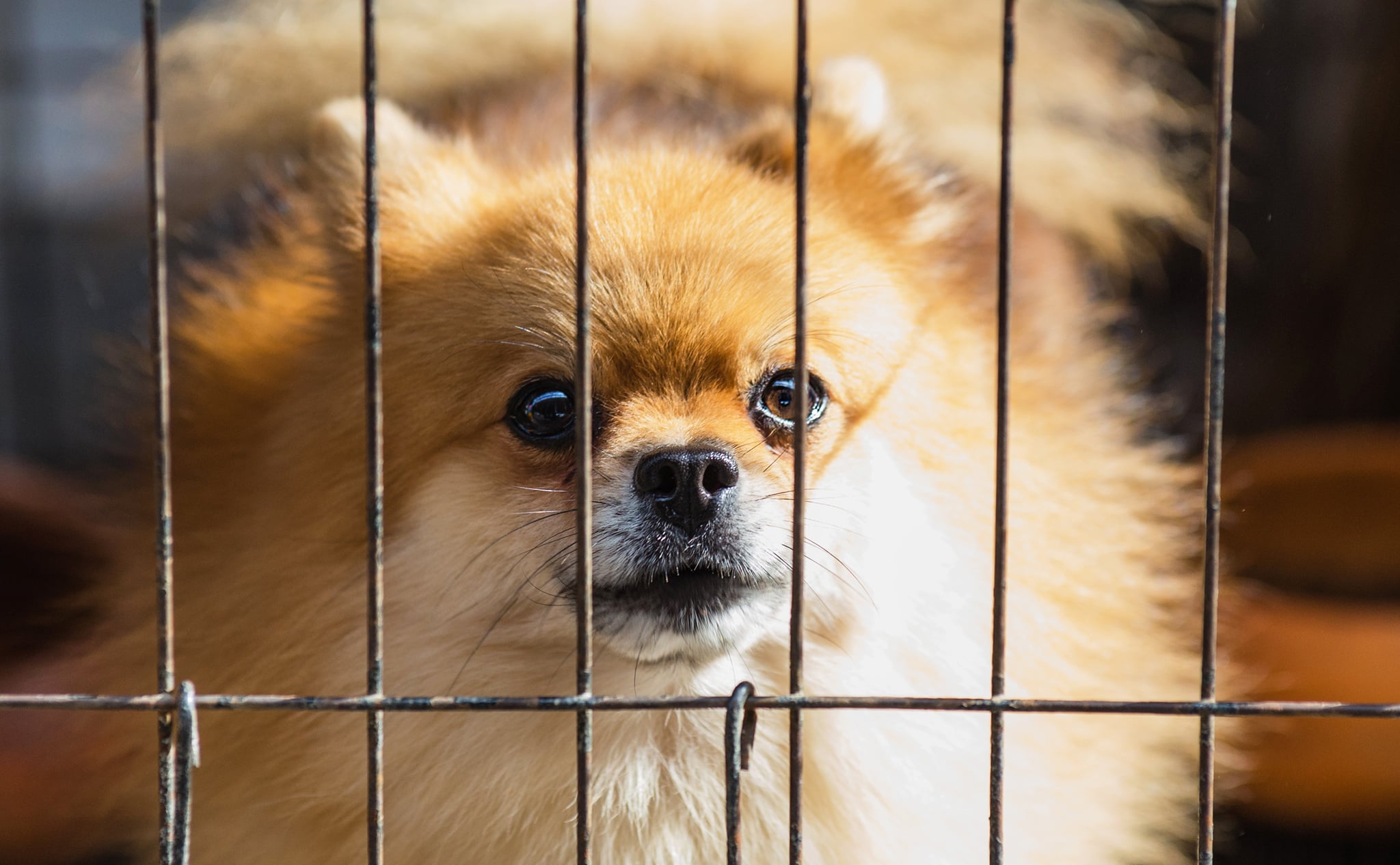 Can you crate hotsell a dog all day