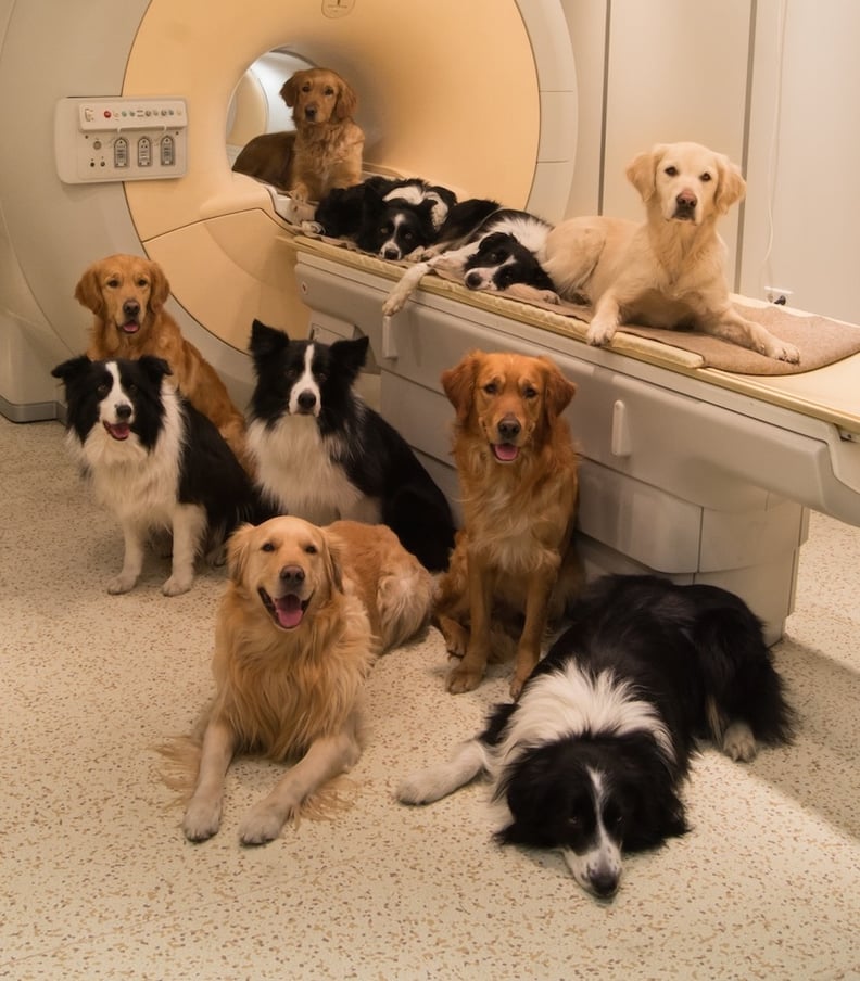 Brain Scans Reveal Dogs' Thoughts