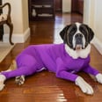 OMG, These Ridiculous Dog Leotards Are Actually the Greatest Hack For Pet Owners