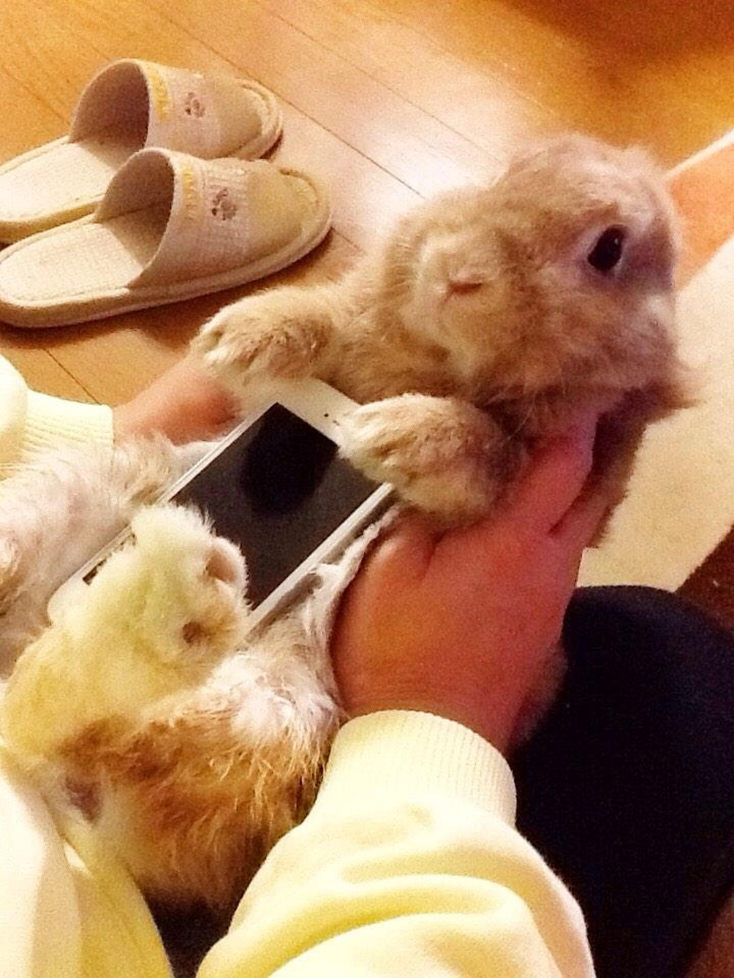 Rabbit Smartphone Case Meme | PS Tech