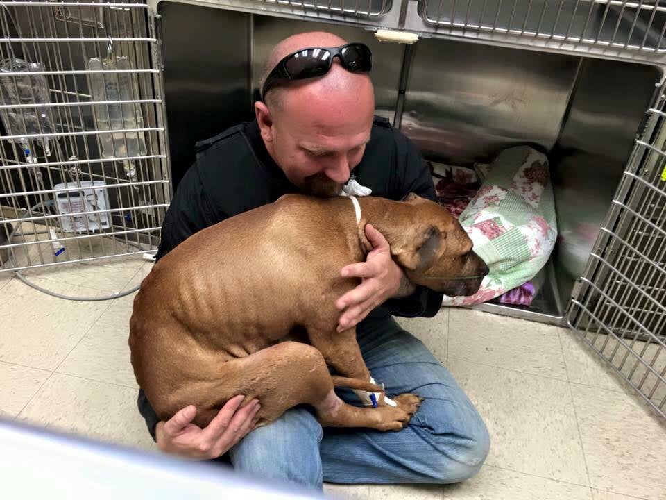Pit Bull Rescued From Fighting Life
