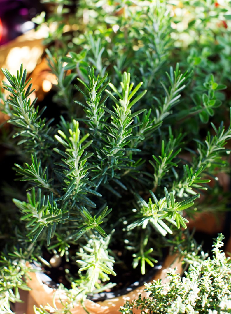 For the Foodie: Rosemary Plant