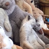 Meerkat Sleeping With Stuffed Animals | Video