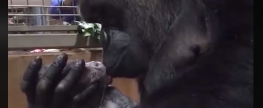 Gorilla Kissing Newborn Baby