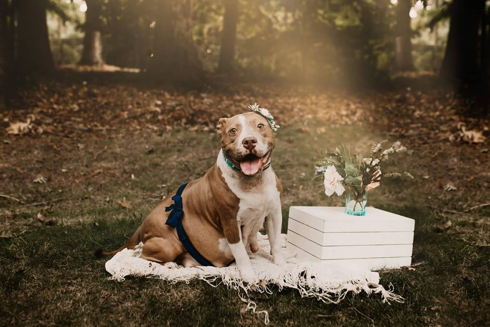 Pit Bull Maternity Shoot Photos