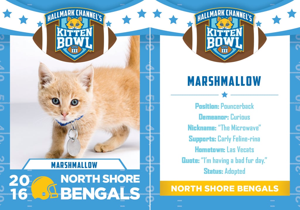 Kitten Bowl 2016