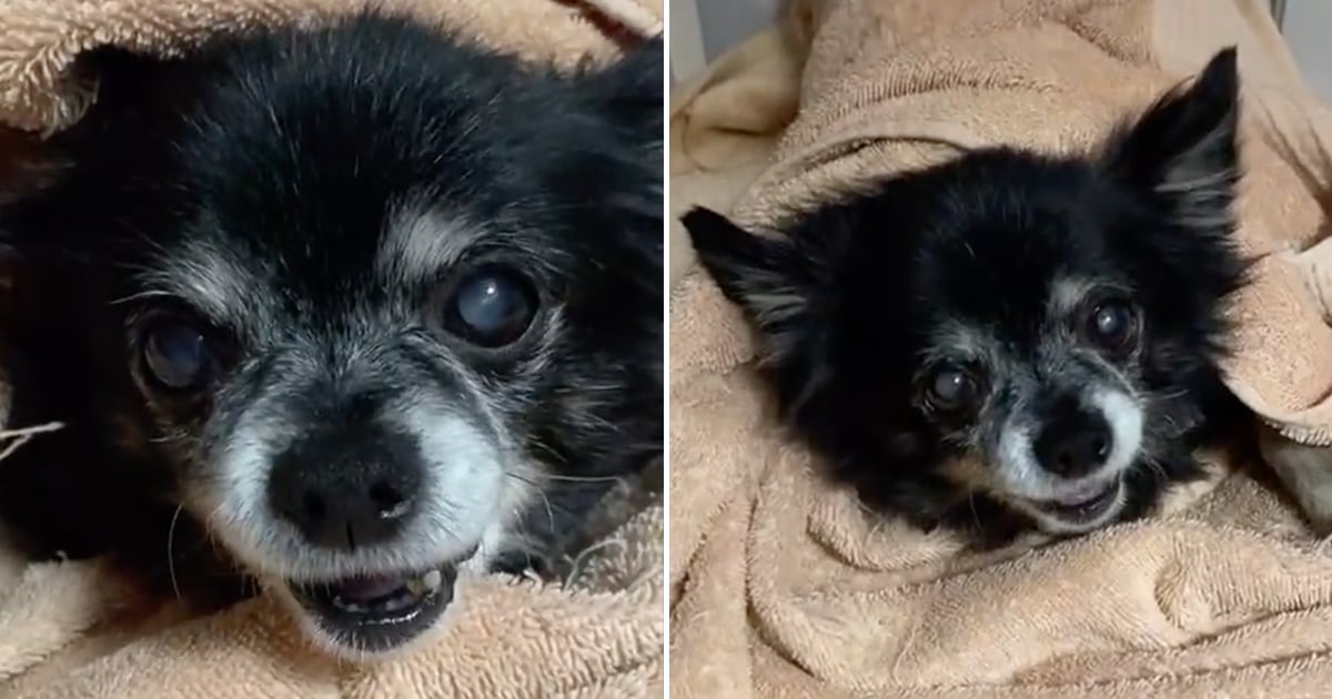 This Dog on TikTok Makes Very Weird Noises | Videos | POPSUGAR UK Pets