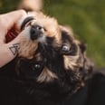 Zodiac Signs That Make the Best Pet Owners, Ranked From Worst to Best