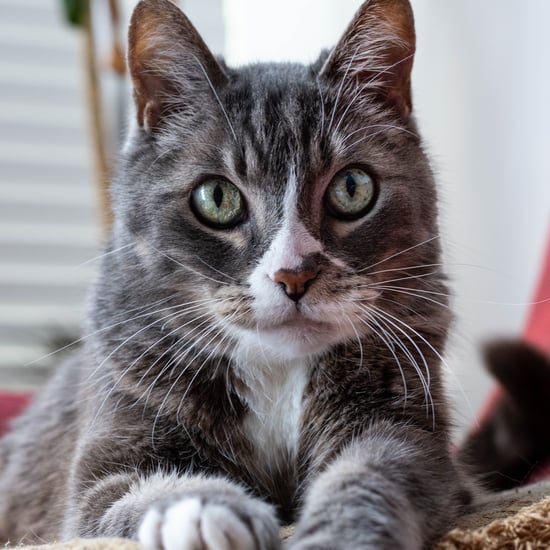 Why Does My Cat Stare at Me?