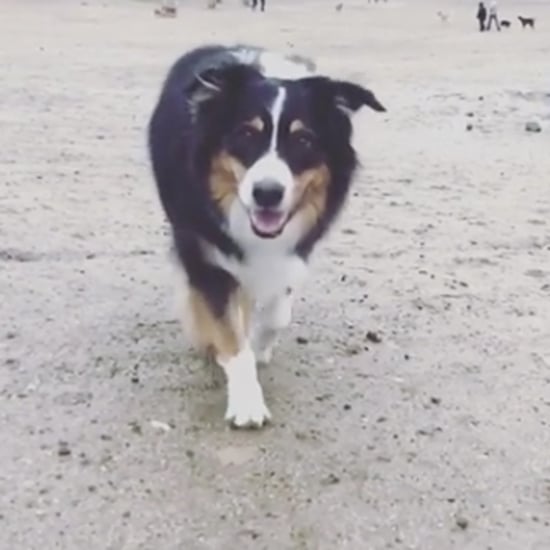 Hilary Duff's Dog Dubois Dies