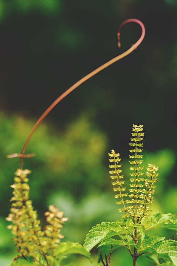Plant Mint