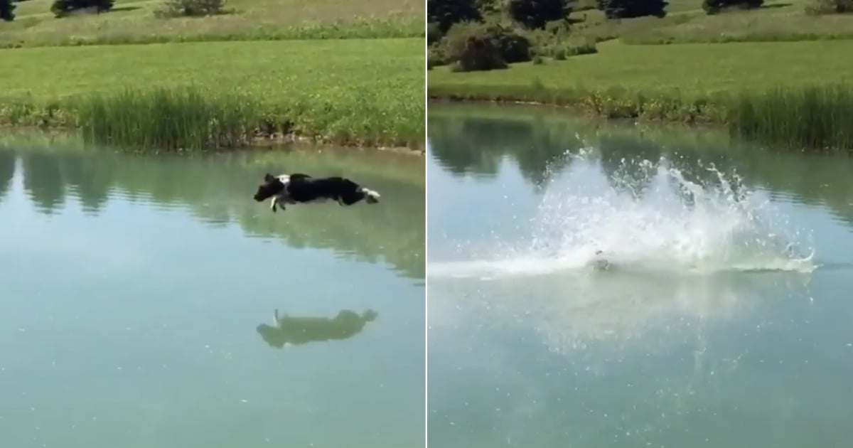 Video Of Dog Jumping Into Water Over And Over Popsugar Pets