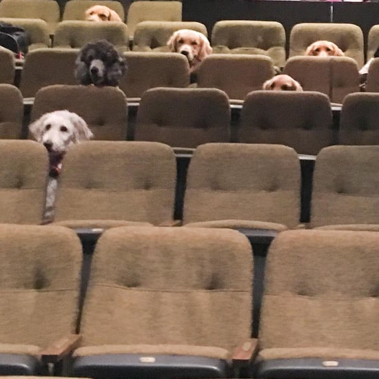 Service Dogs at Live Billy Elliot Performance