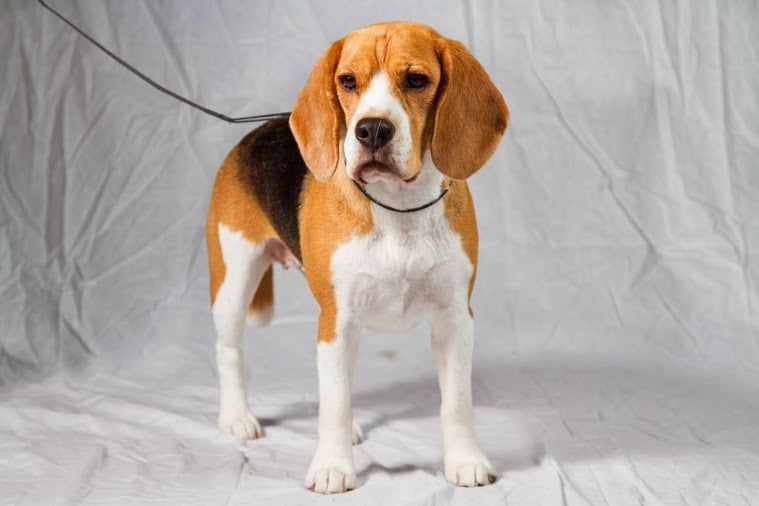 Beagle