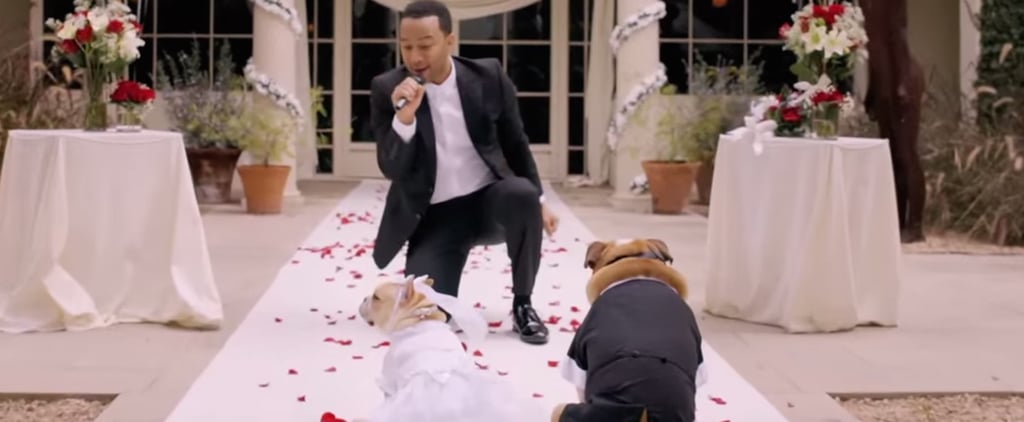 John Legend Singing in Dog Wedding | Video