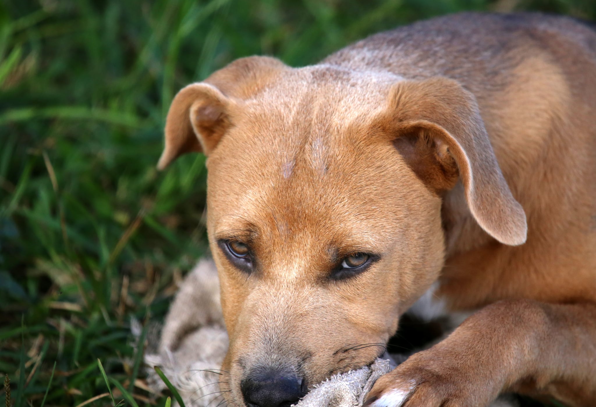 what if a dog bites a baby