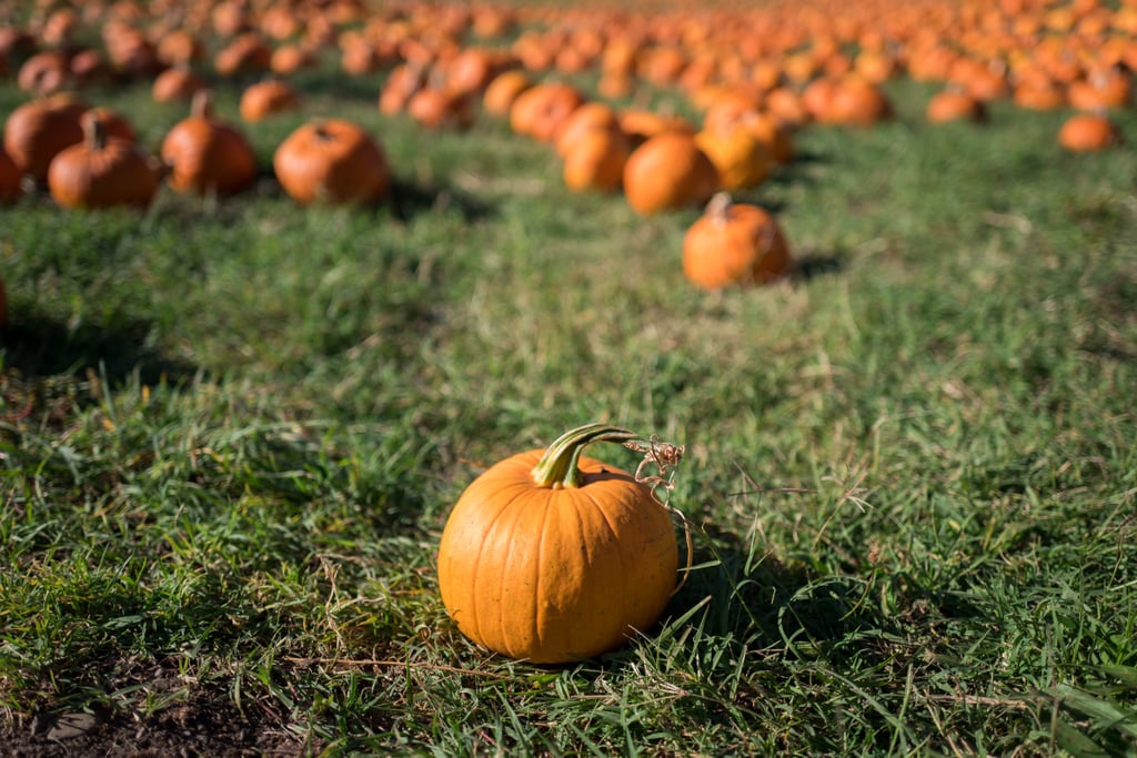 Visit a pumpkin patch.