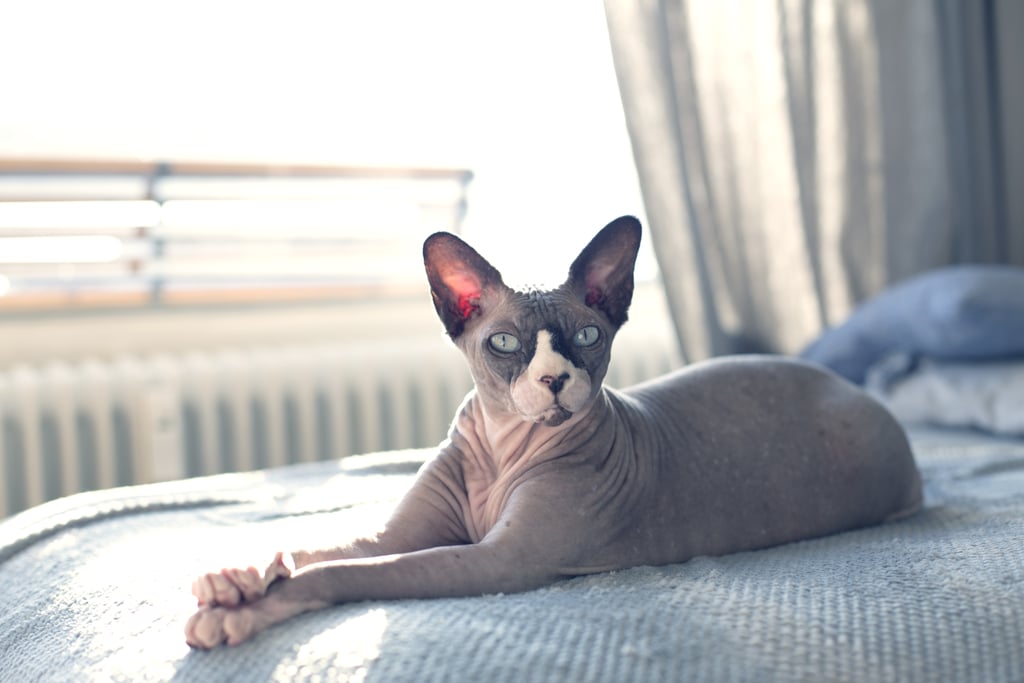 Aries (March 21-April 19): Sphynx Cat