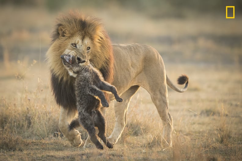 Lions [quarrel]