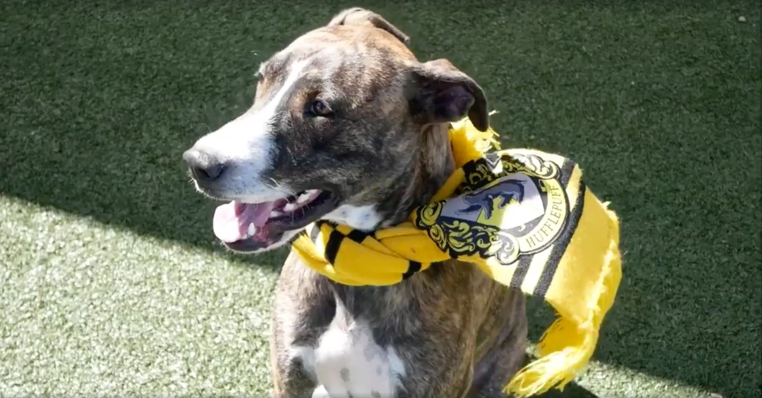 Hogwarts House Sorting Quiz For Dogs POPSUGAR Entertainment