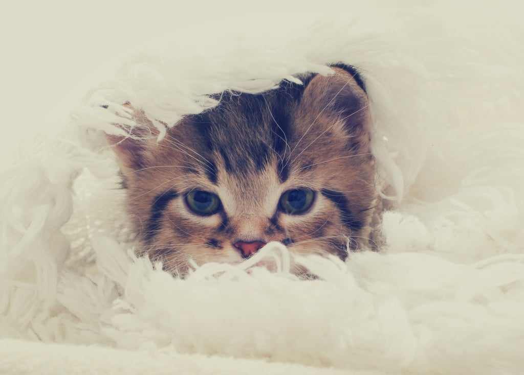Fluff on Fluff