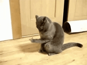 "Butterfly? What is butterfly?" | Funny Cat GIFs | POPSUGAR Tech Photo 19