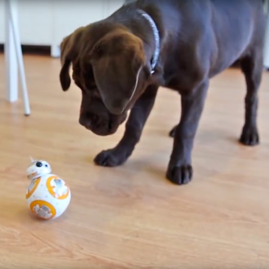 Puppy Meets BB-8 Toy