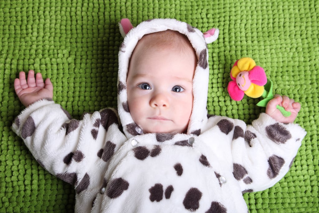 Cow Cutie