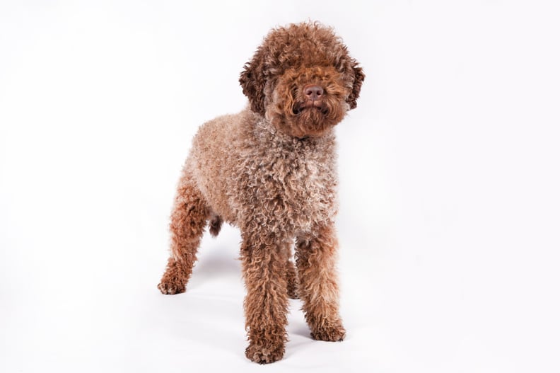 Lagotto Romagnolo