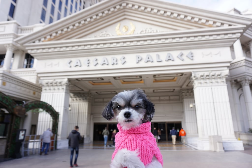 I went to Caesars Palace, but Celine Dion wasn't performing . . .