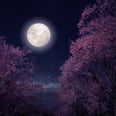 The Spiritual Meaning Behind May's Flower Moon, According to an Astrologer