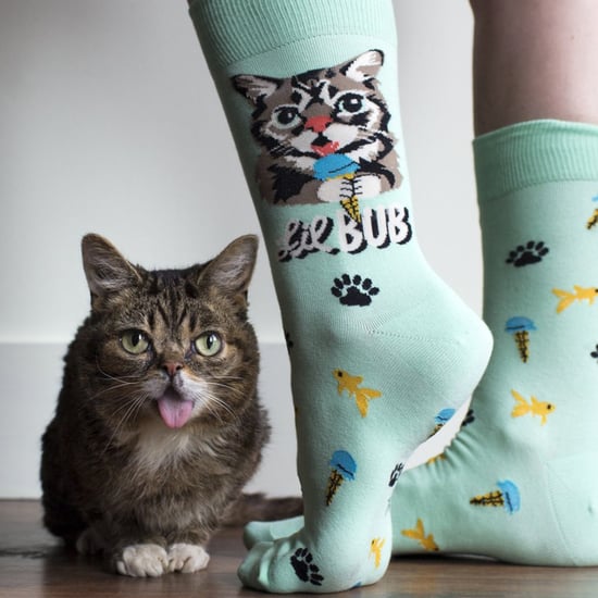 Lil Bub Judges Sock It to Me Contest