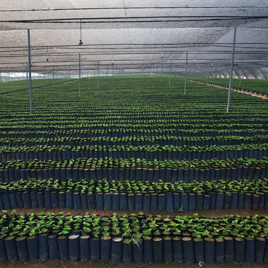 Starbucks Donating Coffee Trees For National Coffee Day