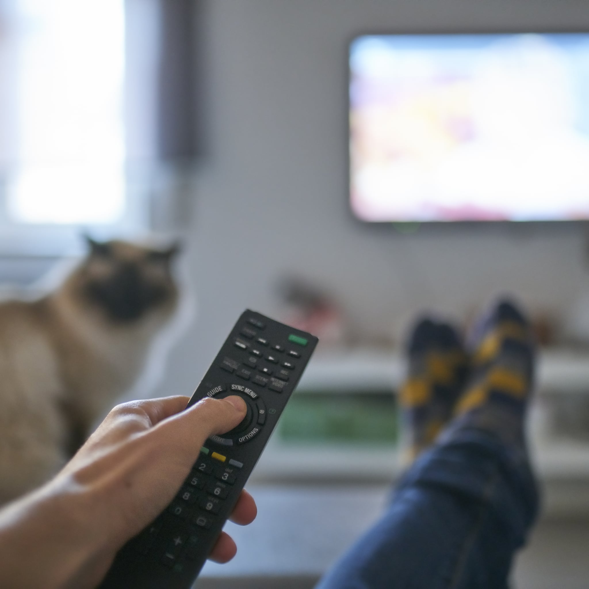 watch bird videos for cats popsugar pets
