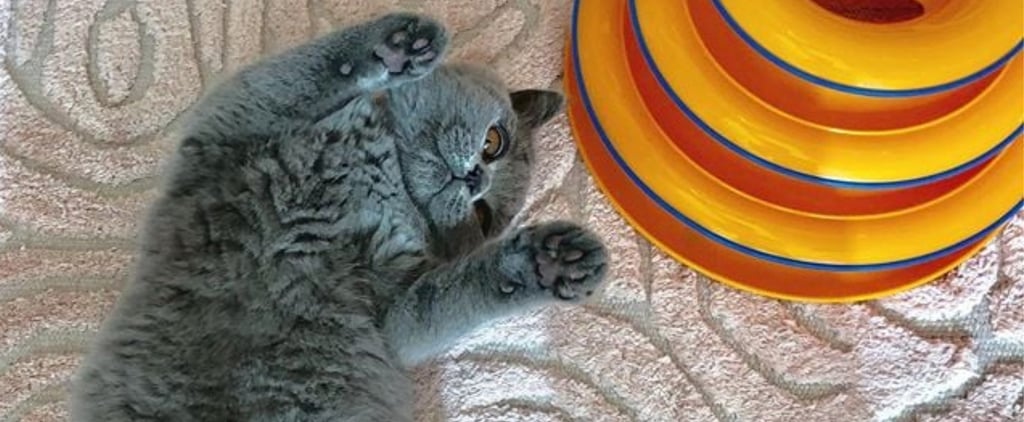 Photos of Beth Stern's Cat Helen Rose