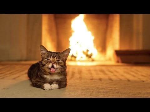 Lil Bub's Magical Yule Log