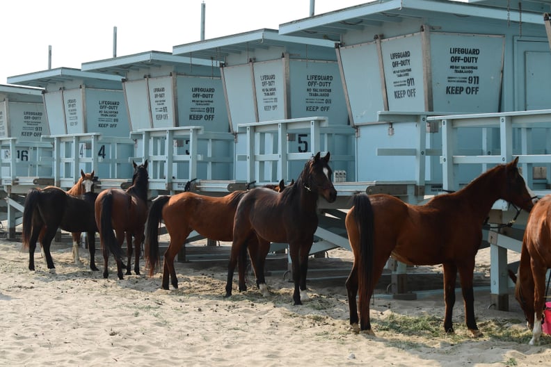 Owners tie their horses to lifeguard stations to escape the deadly fires.