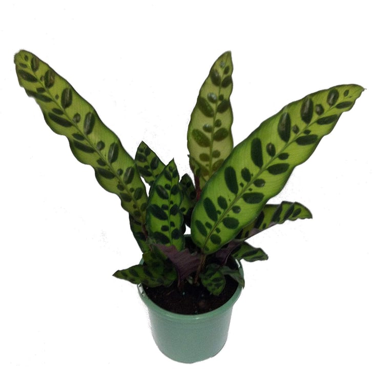 Rattlesnake Plant Best PetFriendly Houseplants POPSUGAR Home UK