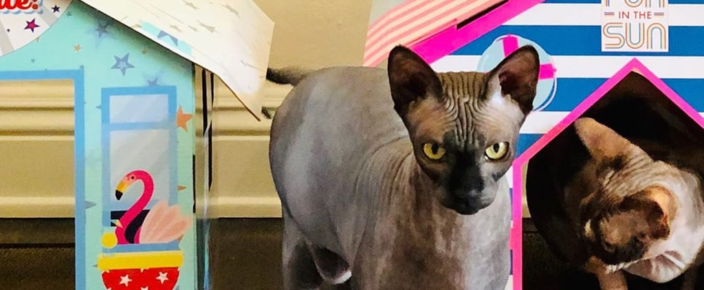 Summer Cat-Scratcher Houses From Target's Sun Squad Line