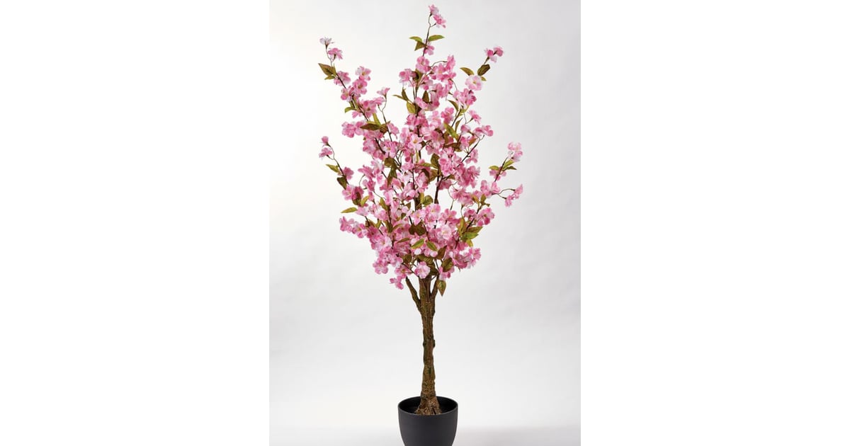 51 in. Cherry Tree in-Pot | Home Depot Is Selling Cherry ...