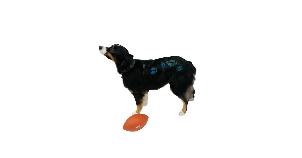Dog Safe Paint Diy
