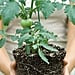 Where to Buy Tomato Plants Online
