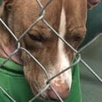 Abandoned Shelter Dog Refused to Give Up Hope and Is Loving His New Forever Home